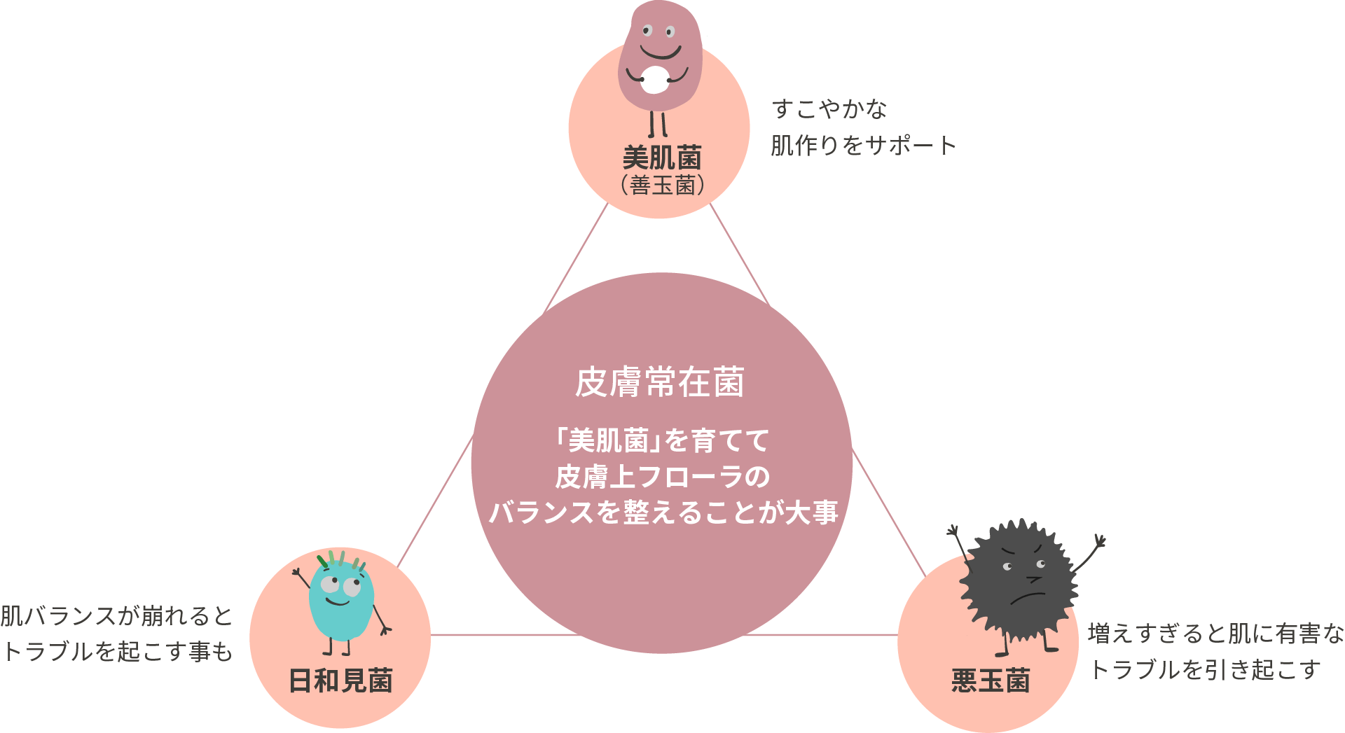 私たちの肌の表面にも「皮膚常在菌」と呼ばれる菌がいて、1㎠の肌の上に通常100万以上の菌が生息しているといわれています。この「常在菌」の中にある肌にとって有用な「善玉菌」は「美肌菌」とも呼ばれ、すこやかな肌を保つために役立っていると考えられています。