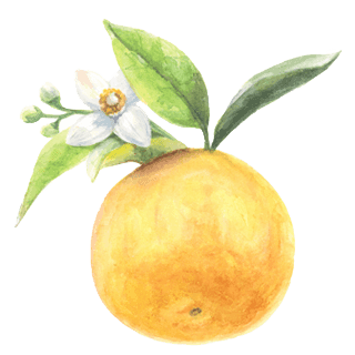 グレープフルーツ